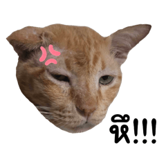 Ploypailin_20251006002220