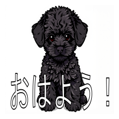 Lots of miniature poodles