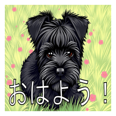 Lots of Lakeland Terriers