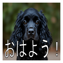 Lots of American Cocker Spaniels