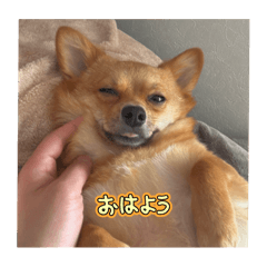 POTATO_20251006133856