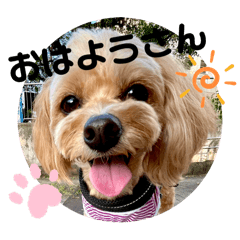 Chihuapoo Love 11