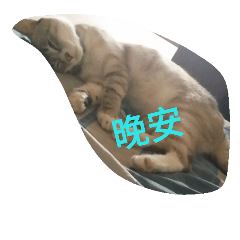 Bibo's life