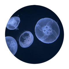 natsu_20251006015903