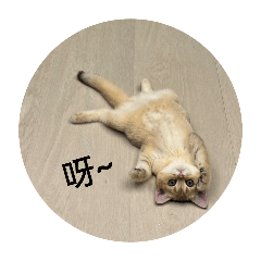 快樂的貓貓與狗狗 2