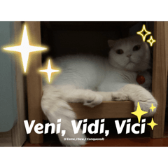 I am a White House Cat