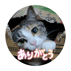 CatSuzuStamp