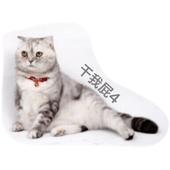 寵物表情