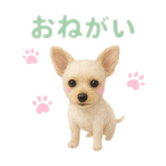 MELON_20251006212555