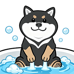 Black Shiba Inu Akira - Daily Life