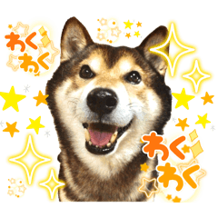 gomashiba-no-Gomachan