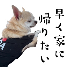 ayame_20251006232642