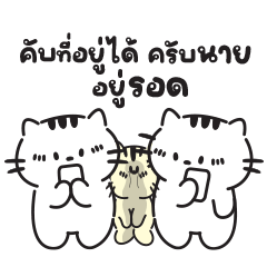 เหมียว “โตโต้” - ยัง(ทำงาน)ไหว!