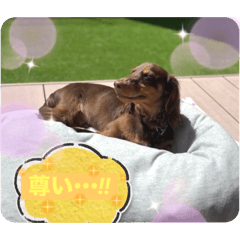 Chocobi_20251006221538