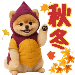 [Autumn & Winter] Pomeranian