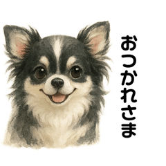 Fluffy Chihuahua Talk