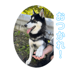 ワンちゃん沢山