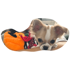 omochi_20251007134743