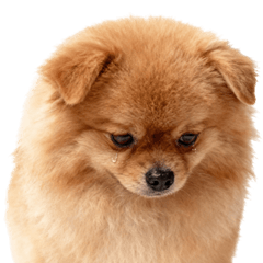 Cute Pomeranian Expressions