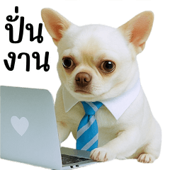 Cute Businessman Chihuahua (BIG)