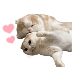 omochi_20251007163540