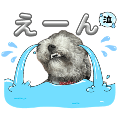 koto_20251007164205