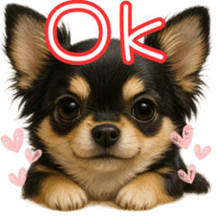 Adorable Chihuahua Puppies Stickers