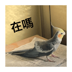 玄鳳實用貼圖