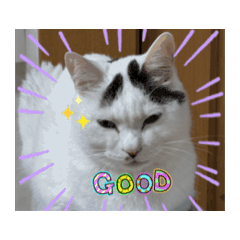 Hachi_cats2