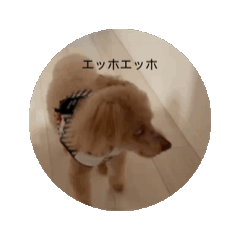 saekichi_20251008000615