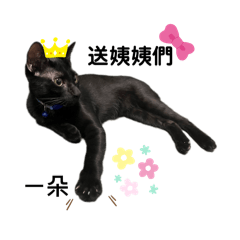 炭炭的生活點滴