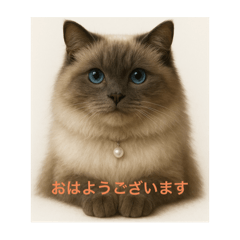 Sugar_20251007203858