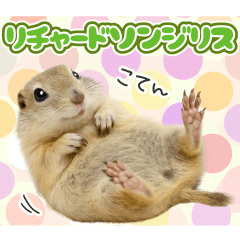 リチャードソンジリスのゆる～い日常