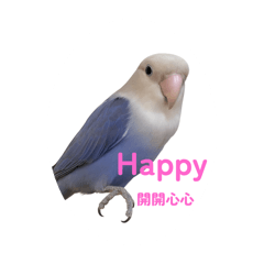 可可愛愛的鳥寶貝