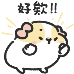 天竺鼠竹二｜日常生活