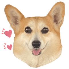 corgi lovely stickers