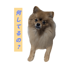 Pon-chan the innocent Pomeranian