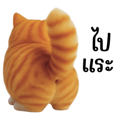 orange cat with a cheeky face