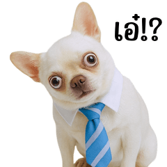 Cute Businessman Chihuahua