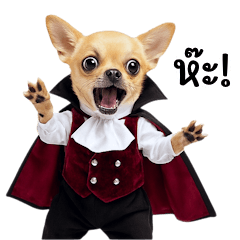 Cute Dracula Chihuahua