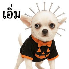 Scary Pinhead Chihuahua