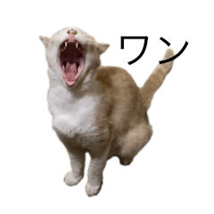 KAWAII Shiro chan dayo