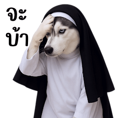 Siberian Silly Halloween