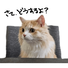 hikari_20251007220406