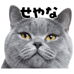 会話に使える♪うごく猫の顔アップ♪
