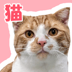 茶白の猫スタンプ