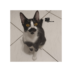 貓CAT喵