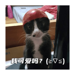 托比是奶牛貓