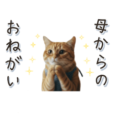 A Day in the Life of a Cat Mom