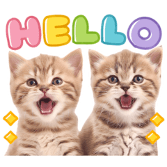 大好き♡にゃんこ